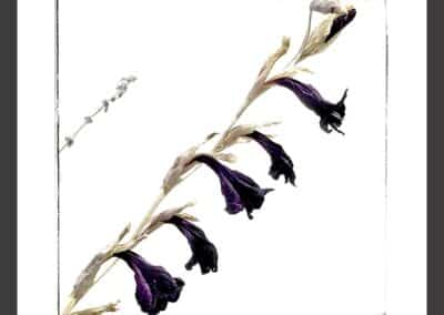 Agnelli Aldo - Scatti per Bene 2025 - Associazione CAF