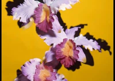 Gian Paolo Barbieri - Scatti per Bene 2025 - Associazione CAF