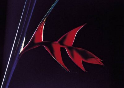 Giancarlo Degni - Scatti per Bene 2025 - Associazione CAF